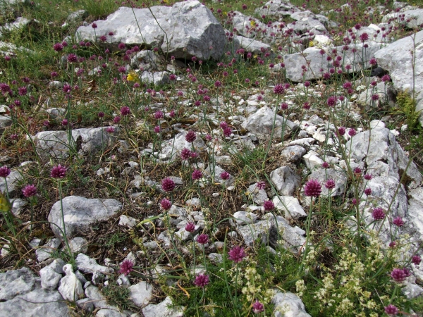 Allium sphaerocephalon